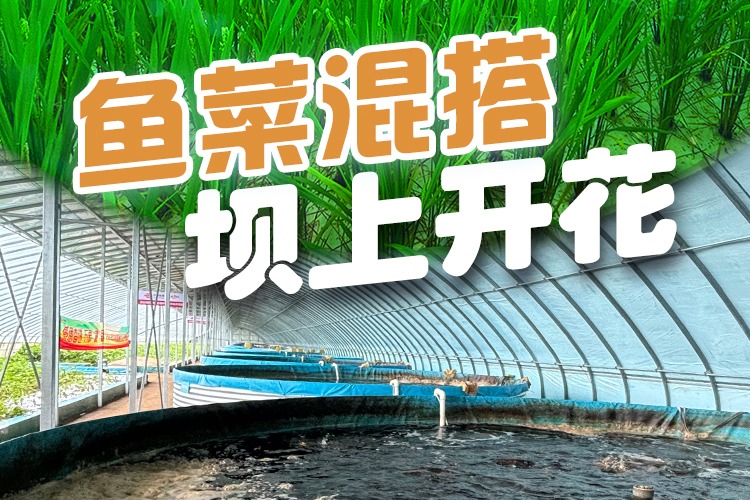 百姓看联播丨“鱼菜混搭” 坝上开花