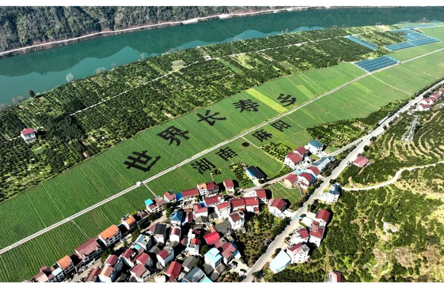 长寿麻阳