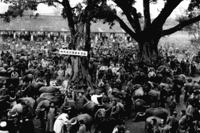【治蜀兴川】从“摸牙口”到“扫牛码” 百年牛市如何让“天府粮仓”粮满仓奶飘香？ 