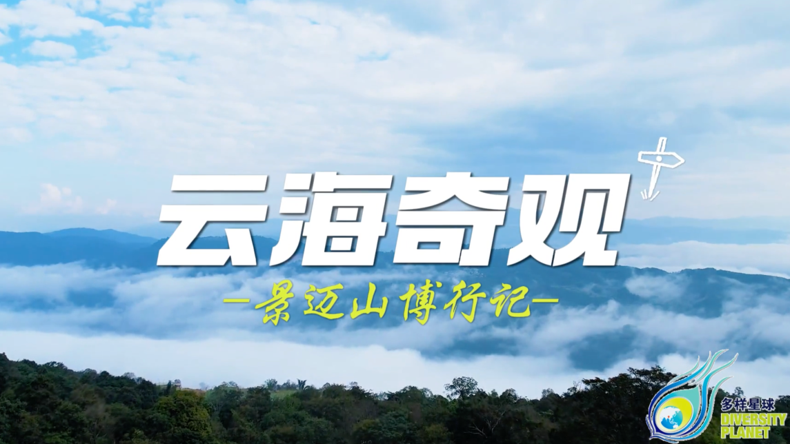 景迈山云海：云端诗画与科学密码_fororder_261a7a2f-c9d6-4854-be26-995813cae3d8